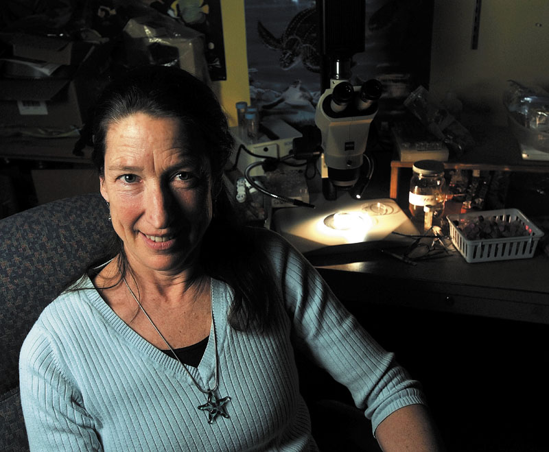 WORMOLOGY: Nancy Prentiss, a biology professor at the University of Maine at Farmington, is taking a group of UMF students to the Virgin Islands next month to study worms.