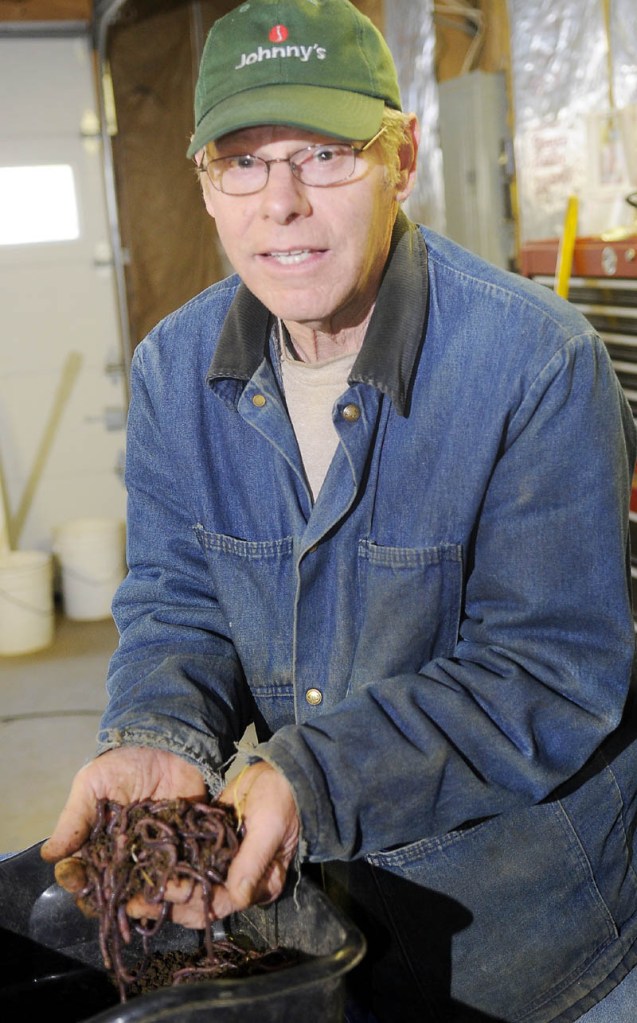 Earthworms raised by Richard Reed at R&L Berry Farm in Readfield.
