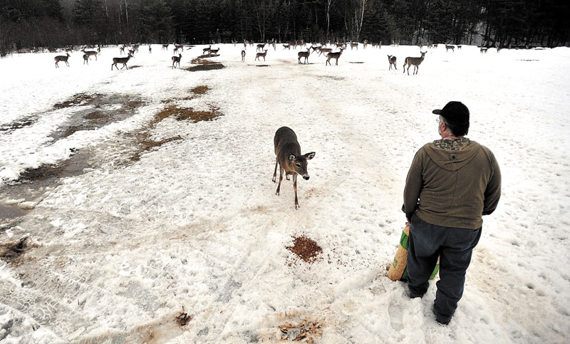 Gordon Berry walks through the ball fields dispersing a bag of deer feed for a herd of hungry deer in West Forks recently.