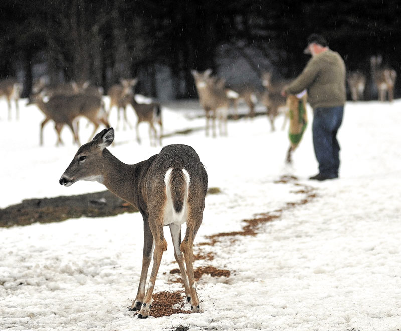 Gordon Berry spreads some grain on the ball fields for a hungry herd of deer in West Forks Tuesday evening.