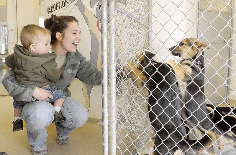 Jordan Thompson and her son Brayden get a closer look at shepherd-mix puppies from Alabama that were up for adoption on Friday morning at the Kennebec Valley Humane Society in Augusta. The family ended up taking one of them home.