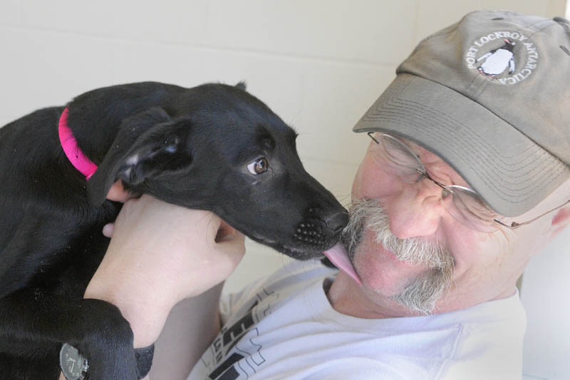 Mark Labrecque gets a lick from a Lab-mix puppy he and his wife Wendy Labrecque decided to adopt on Friday morning at the Kennebec Valley Humane Society in Augusta. The young dogs arrived about two weeks ago from Alabama, where they were rescued from a crowded shelter where they would have been euthanized if they had not been transferred elsewhere, according to Hillary Roberts, executive director of the shelter.