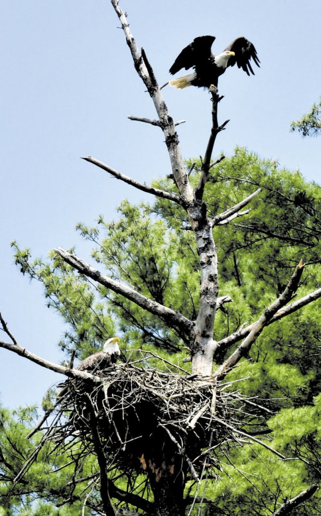 EAGLE ROOST: A pair of American bald eagles are raising a family above Messalonskee Stream in Waterville.