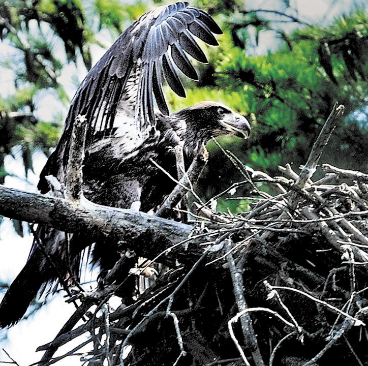 SPREADING OUT: An eaglet born this summer spreads its wings as an adult American bald eagle rips apart a fish it caught and brought up to the nest in a tree overlooking Messalonskee Stream in Waterville.