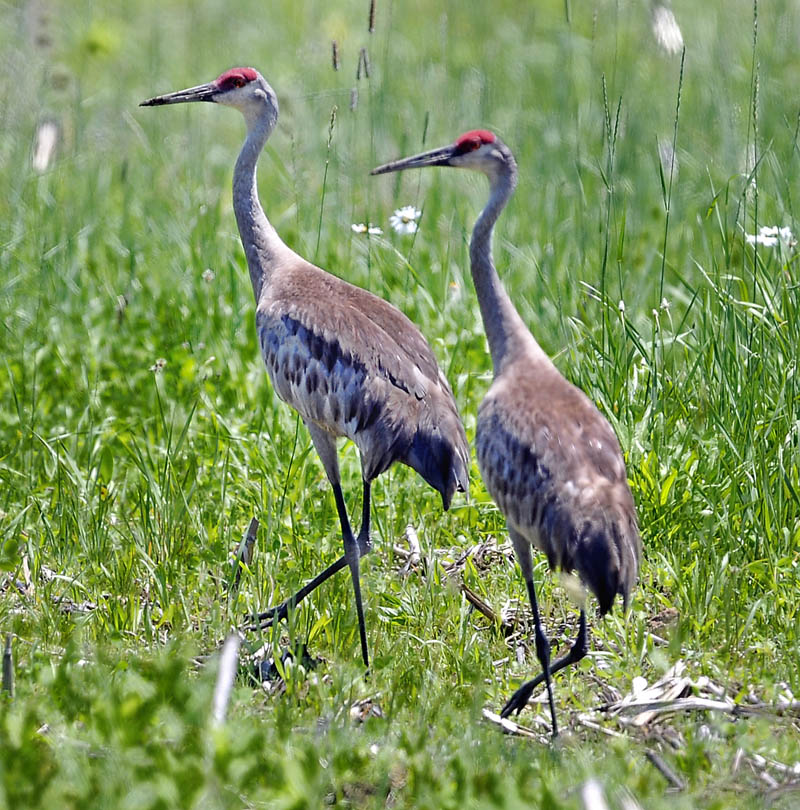 A pair of Sandhill cranes stroll through a former cornfield Tuesday in Readfield. Farmer Elmer Elvin detected the pair of birds, noted for their elaborate mating rituals, late last week. The midwestern birds, pairs of which have been spotted nesting around Belgrade, are located in a plot at the intersection of Fogg and Sadie Dunn roads.
