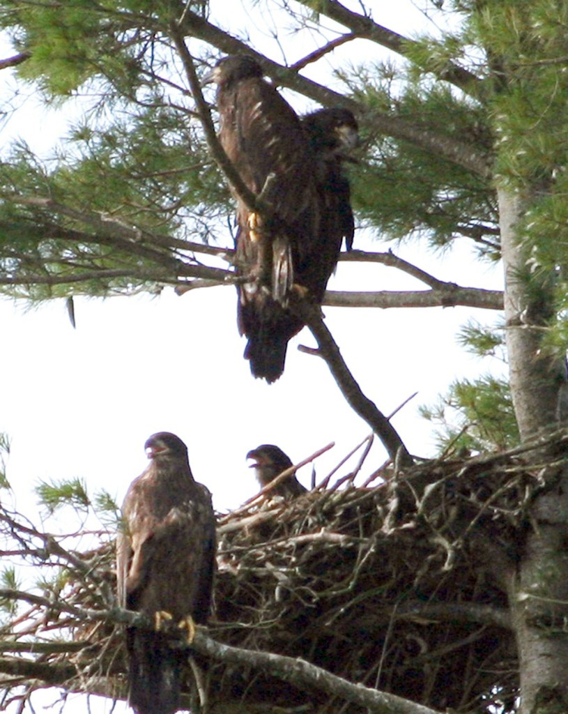 This photo released by the Maine Department of Inland Fisheries & Wildlife shows four bald eaglets in a single nest on Swan Island in the Kennebec River near Richmond, Maine. It is the first documented case of four eaglets in the same nest in the state's history. (