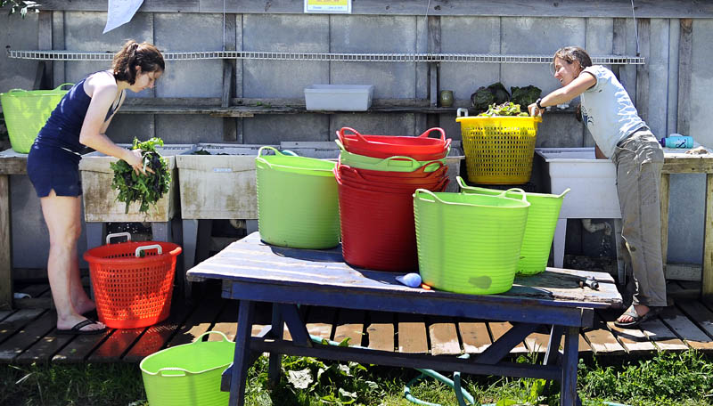 Staff photo by Andy Molloy Kelsey Davison, left, and Dalziel Lewis wash greens they harvested Thursday at Goranson Farm in Dresden. Mustard greens and spinach were soaked and dried for sale at the organic produce farm.