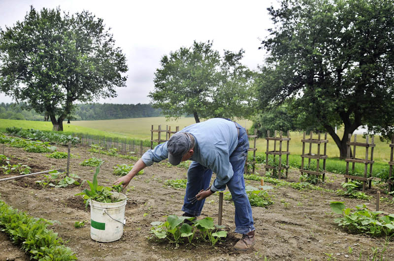 SNAPSHOT Willy’s weeds