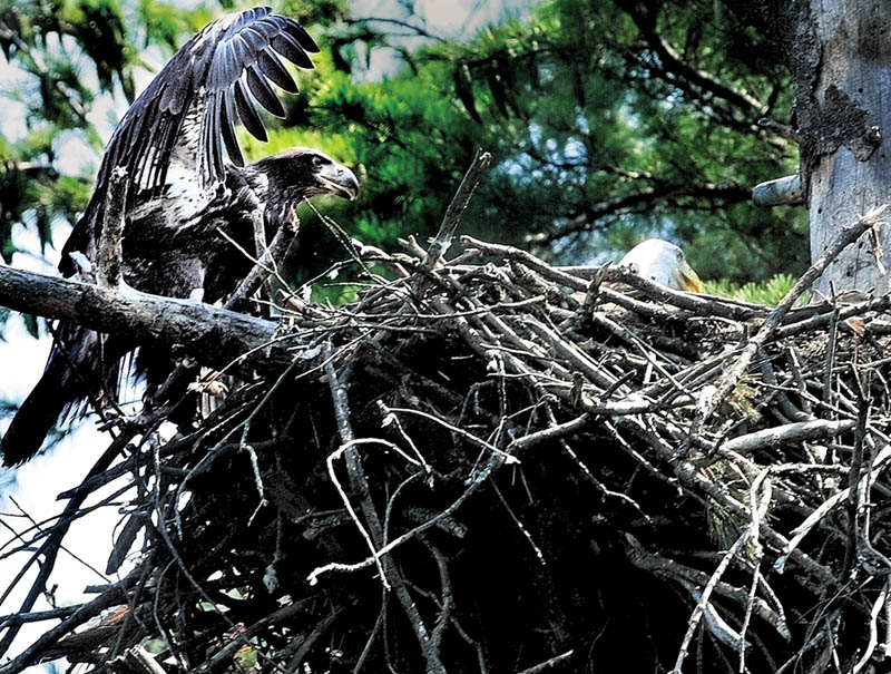 SPREADING OUT: Even after an eaglet born this summer takes its first flight, it won’t leave the nest permanently until September, according to a wildlife biologist.