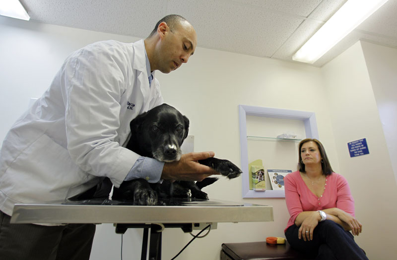 SAVING MONEY: Veterinarian Bennett Wilson examines arthritic Maggie, a 12-year-old black Labrador-retriever mix owned by Samantha Lowe, right, on May 13 in Portland. Just as in human health care, generic drugs for pets are becoming a way to cut costs.