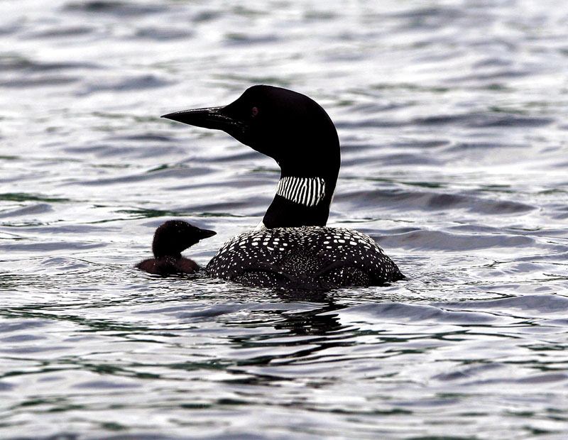 CALL OF THE WILD: A loon and its chick make their way across Pierce Pond near North New Portland in this 2006 photo. Maine’s loon tally could go down this year following last year’s record numbers because of the wet spring, according to an Audubon official. Up to 1,000 volunteers across the southern half of the state aim to find out Saturday as they scout out lakes and ponds in Maine Audubon’s 28th annual loon count. Loon surveys are being held the same day in New Hampshire and Vermont. Southern Maine’s adult loon population has grown steadily in the past 25 years, with last year’s count of 3,220 about double the number in the mid-1980s.