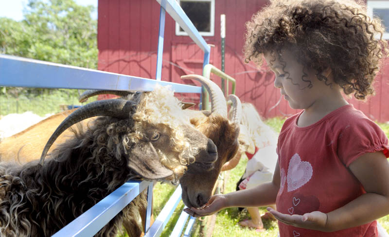 BILLY GOAT GREEDY: Naomi Eyerman, 3 of Readfield, feeds grain to goats on Sunday afternoon at Friends’ Folly Farm in Monmouth during Maine’s 22nd annual Open Farm Day events there.