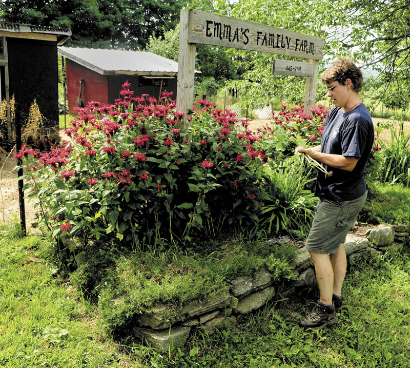 Rose Hoad prunes flowers in front of the sign on Thursday morning at Emma's Family Farm in Windsor. She threw them over the fence to feed the chickens in an enclosure in the background. The farm at 135 Windsor Neck Road will be part of Open Farm Day program this Sunday.