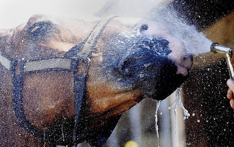 Barney the horse gets hosed down by Bub Pierce after competing in a horse pulling event on Saturday morning at the Pittston Fair. Pierce said that the horse was owned by Steven McGee.