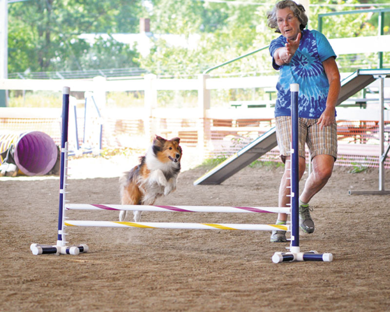 DOGGONE GOOD: Jackie Dennis of Farmington and her Sheltie Piper run through a timed course at the Eastern Maine Agility Club’s canine agility trials Sunday at the Skowhegan State Fairgrounds.