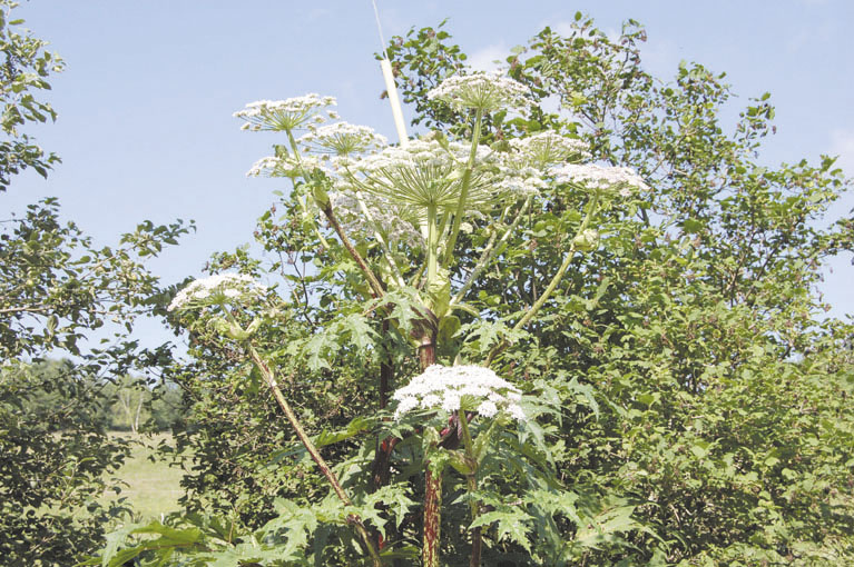 GROWING THREAT: Giant hogweed sites have been confirmed in Maine, including one in Windham.
