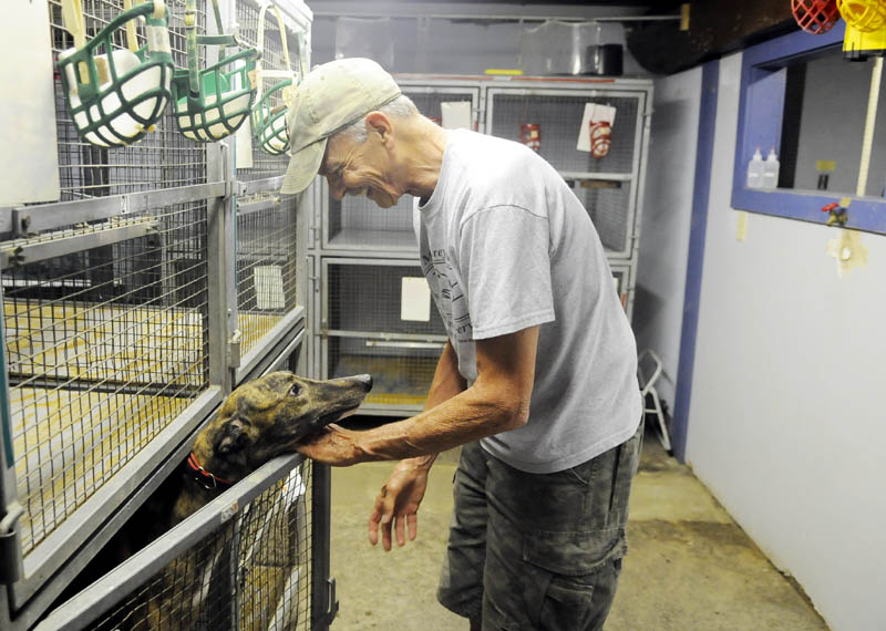 A greyhound attempts to convince Dr. Ed Atlee to take him for another walk Tuesday at the Maine Greyhound Placement Service in Augusta. The group is preparing for the arrival of 12 more retired racing greyhounds on Saturday.