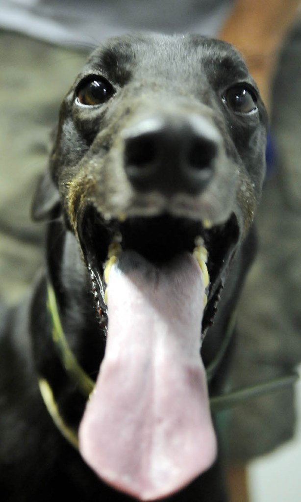 A greyhound greets visitors at the Maine Greyhound Placement Service in Augusta on Tuesday.