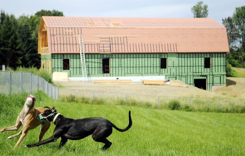 A pair of Greyhounds frolic Tuesday on the grounds of the Maine Greyhound Placement Service in Augusta. The group is building a new facility, above, at its site to kennel and condition rescued Greyhounds.