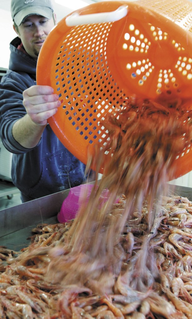 In this February photo, freshly caught shrimp are poured onto a processing table by plant manager Nat Winchenbach at the Port Clyde Fresh Catch facility in Port Clyde. The last noteworthy commercial fishery with open access in the Northeast could soon be closed to new participants as regulators look at new ways to manage the small, sweet shrimp that are caught in the Gulf of Maine each winter.