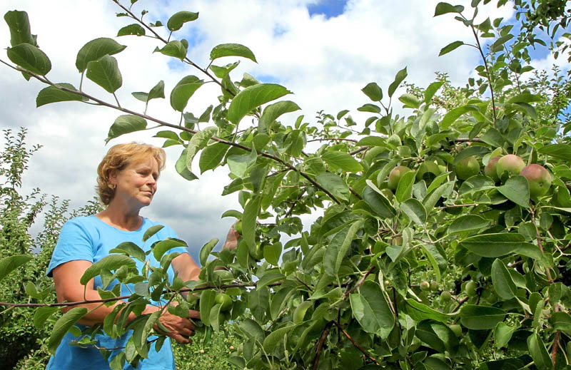 Jean Simpson inspects a McIntosh apple tree for damage following Tuesday’s storm at her orchard on Morrison Hill Road in West Farmington. Simpson has operated the orchard with her husband, Jerry, for 28 years. A hailstorm in June damaged some of their apples.