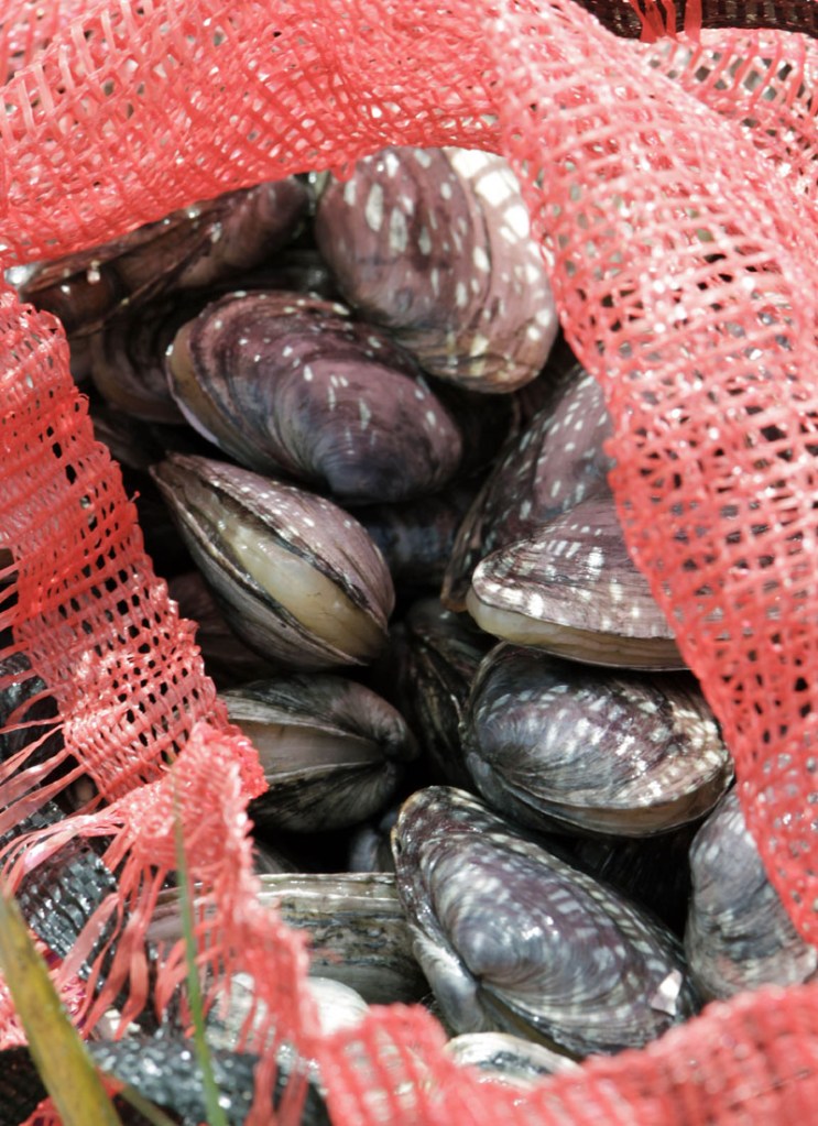 LOW LEVELS: Maine and the rest of New England have had a second straight year of mild red tide outbreaks, bringing a sigh of relief to the clamming industry following two straight years of widespread clam flat closures due to red tide.
