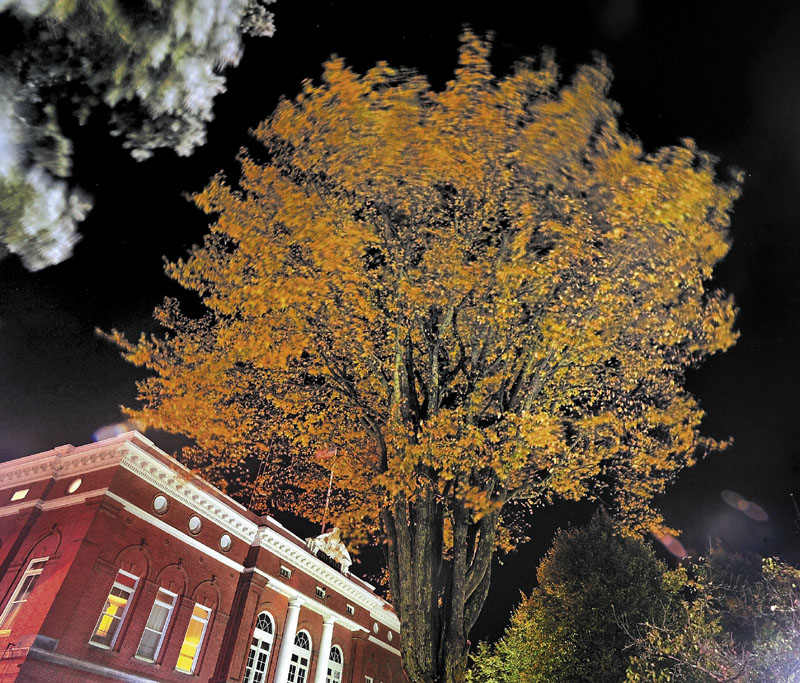 ELM CITY: An tree over 120 years old stands outside the town hall in Castonguay Square in Waterville on Thursday night.
