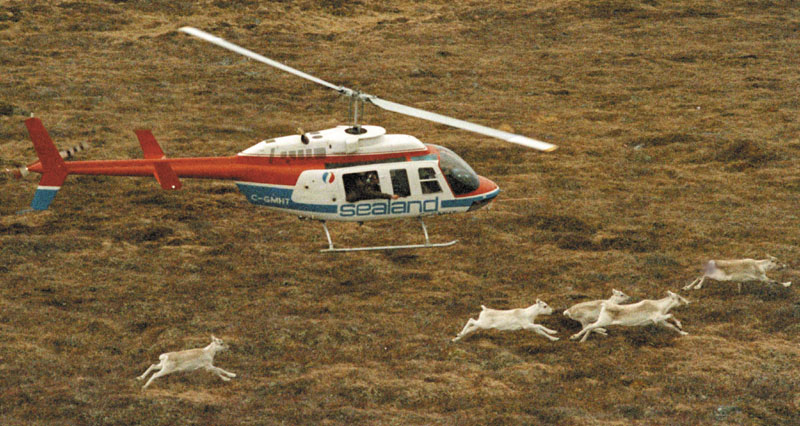 CARIBOU PROJECT: In this 1986 photo, a helicopter carrying a Canadian wildlife official chases caribou along Newfoundland’s Avalon Peninsula in an attempt to shoot one with a tranquilizer gun for relocation to Maine. Twenty-five years after the caribou transplant project, former Maine fish and game spokesman Paul Fournier has written a book of his memoirs, “Tales from Misery Ridge.” Transportation Propeller Motion
