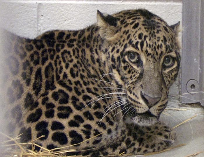 This photo provided by the Columbus Zoo and Aquarium shows one of three leopards that were captured by authorities on Wednesday.