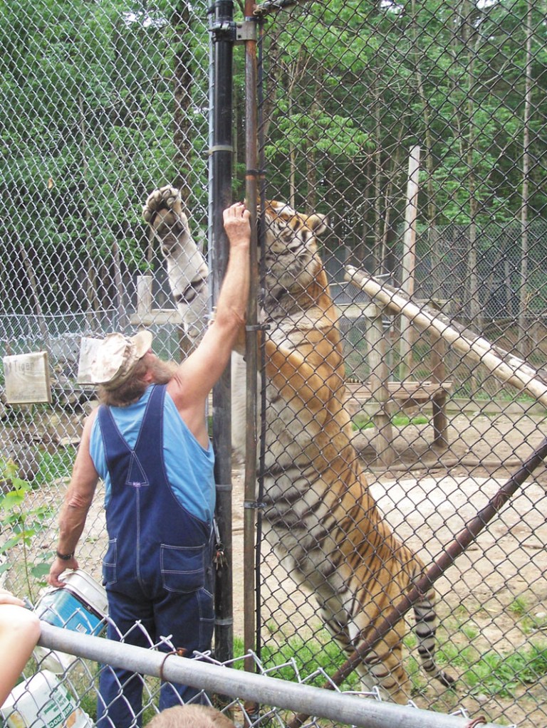 WAY UP THERE: Bob Miner interacts with a Bengal tiger through a gap in a chainlink fence at his private park in Mount Vernon.