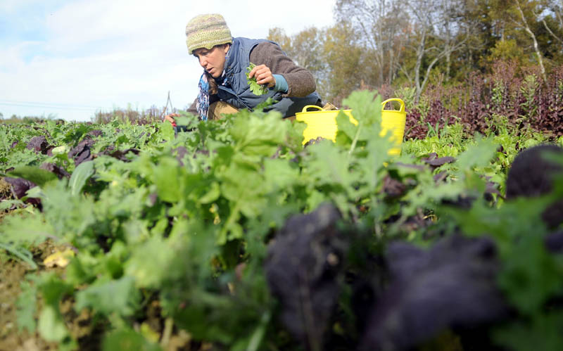 GOT GREEN? Dalziel Lewis harvests mustard greens in a plot Tuesday at Dig Deep Farm in Dresden. The farmer said the salad ingredients are very popular with her customers at local markets.