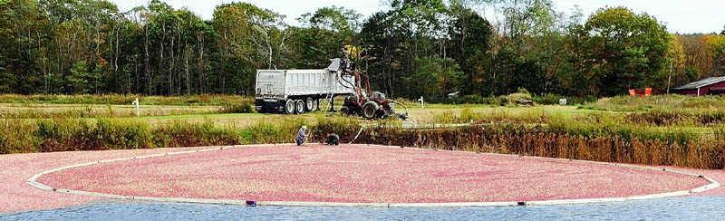 Workers do a wet harvest of cranberries on Tuesday afternoon at Popp Farm in Dresden.