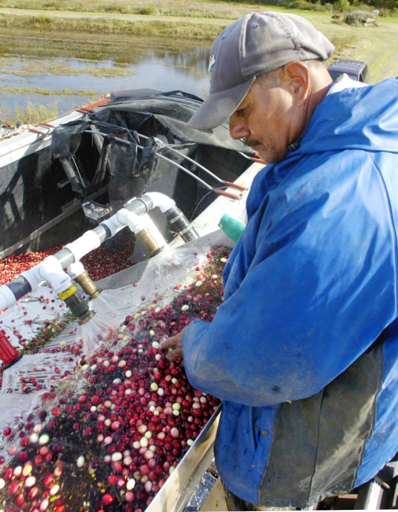 Angel Teran works on top of the truck checking cranberries as they're washed into the truck on Tuesday afternoon at Popp Farm in Dresden.