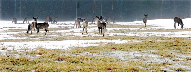 TOUGH TIMES: Deer graze in a field where the snow is melting and yielding grass in Thorndike in this 2009 photo. Tough winters in 2008 and 2009 had a major impact on the deer herd and forced the Maine Department of Inland Fisheries and Wildlife to decrease the number of permits issued for hunting.