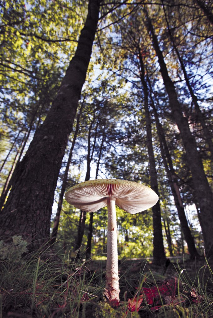 MUSHROOMS GALORE: In this September photo, a mushroom grows at Winslow Park in Freeport. Rain from Tropical Storm Irene and Lee left behind a bumper crop of mushrooms on lawns and in forests across the Northeast.