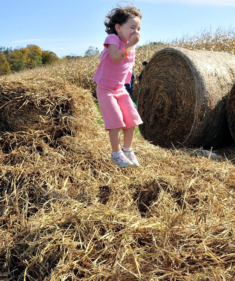HAY KID: Meaghan Bowden covers her nose as she jumps from a round hay bale into loose hay at the Sandy River farm corn maize in Farmington on Sunday.