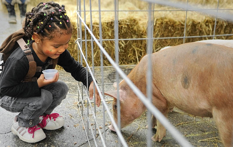 Lacasia Bynum, 2 of Augusta, feeds pellets to the piglets that were used for the Pig Square Bingo during Swine & Stein festivities Saturday on Water Street in downtown Gardiner.