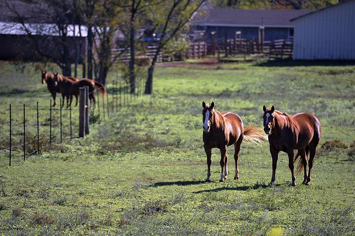 Horses along Texas Highway 7 east of Nacogdoches, Texas. If a new slaughterhouse for horses begins operation, most of the meat would be shipped to countries in Europe and Asia, including France and Japan.