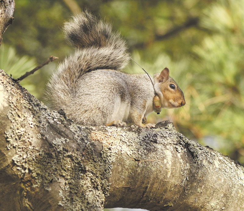 KEEPING TABS: A gray squirrel being tracked by University of New England students around the Biddeford campus shows off his radio collar. The collared squirrels can be tracked 24 hours a day, and the data is posted to a website.