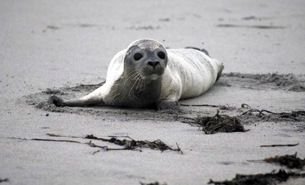 SICK SEAL: This September photo, provided Tuesday by New England Aquarium, shows a harbor seal in distress on an unspecified beach in New Hampshire. Scientists said Tuesday an influenza virus has been linked to the spate of harbor seal deaths during the fall along the northern New England shores.