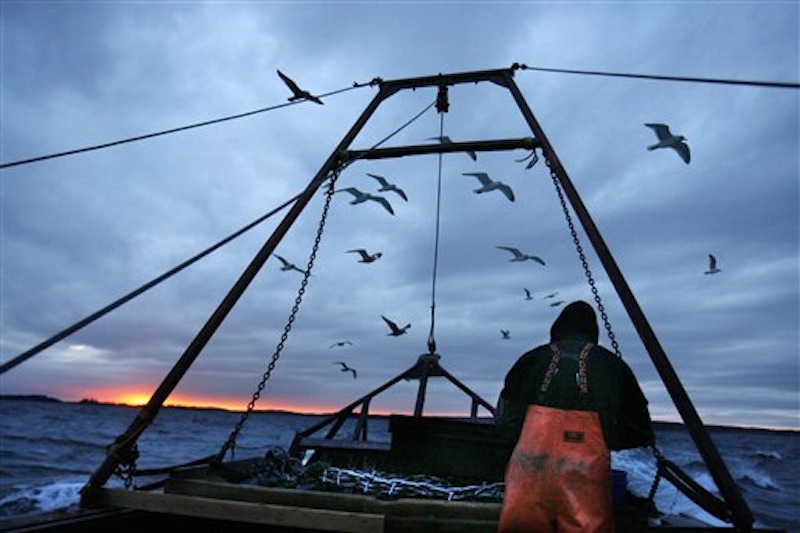 In this photo from Saturday, Dec. 17, 2011, gulls seeking scraps follow a fishing boat where sternman Josh Gatto shucks scallops on the trip back to shore off Harpswell, Maine. Scallop fishing in Maine can only take place between sunrise and sunset. (AP Photo/Robert F. Bukaty)