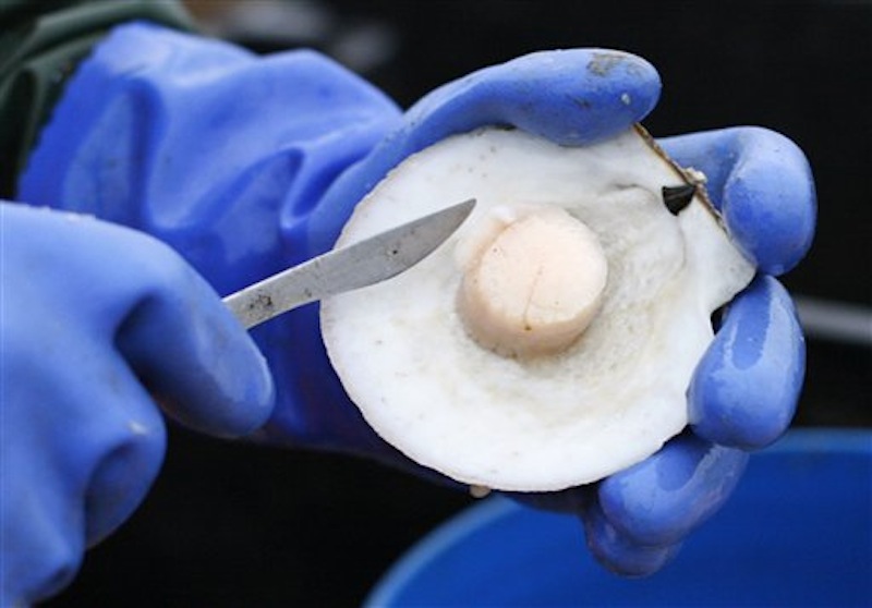 In this photo from Saturday, Dec. 17, 2011, scallop meat is shucked at sea on opening day off Harpswell, Maine. (AP Photo/Robert F. Bukaty)