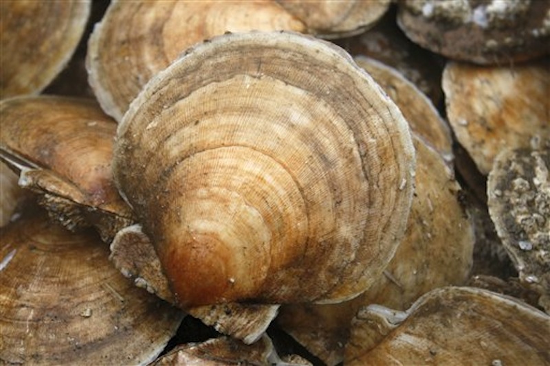 In this photo from Saturday, Dec. 17, 2011, five-inch-wide scallop are sorted on a fishing boat off Harpswell, Maine. In 2010, fishermen caught 195,000 pounds valued at $1.6 million in Maine waters, according to the latest numbers from the Department of Marine Resources. (AP Photo/Robert F. Bukaty)
