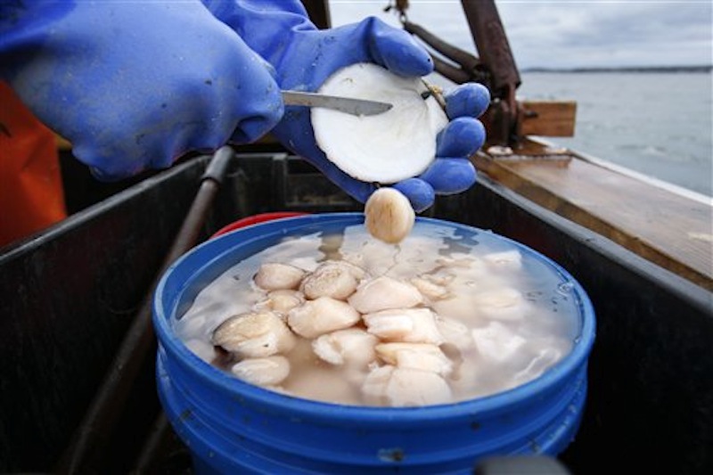 In this photo made Saturday, Dec. 17, 2011, scallop meat is shucked at sea on opening day off Harpswell, Maine. Maine scallop fishermen are expected to get record-high prices for their catch this season amid signs that the scallop resource is rebounding after a decade of low harvests. (AP Photo/Robert F. Bukaty)