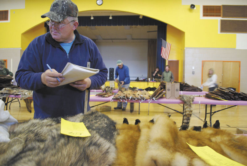 CHECKING IT OUT: Jerry Braley, a fur buyer from Kenduskeag, decides which pelts to buy at the Palmyra Fur Auction on Dec. 11. Braley, a trapper for nearly 50 years, hopes trapping is past on to Maine’s youth.