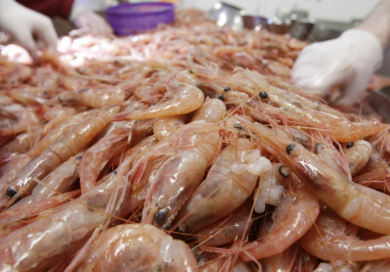 Gulf of Maine shrimp (AP Photo/Pat Wellenbach)