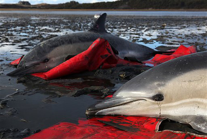 Two stranded common dolphins wait to be transported to a waiting vehicle by a team from the International Fund for Animal Welfare at Herring River in Wellfleet, Mass., Thursday, Jan. 19, 2012. (AP Photo/Julia Cumes)