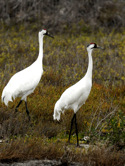 A pair of whooping cranes walk through a marsh in the Aransas Wildlife Refuge in Fulton, Texas.