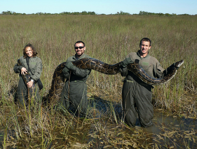 In this November 2009 photo provided by the University of Florida, researchers Therese Walters, left, Alex Wolf and Michael R. Rochford hold a 15-foot, 162-pound Burmese python that had just eaten a six-foot American alligator.
