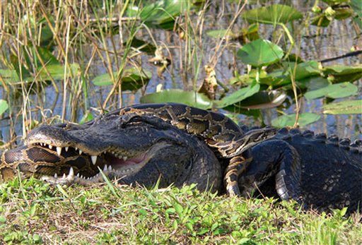 In this 2009 photo provided by the National Park Service, a Burmese python is wrapped around an American alligator in Everglades National Park.